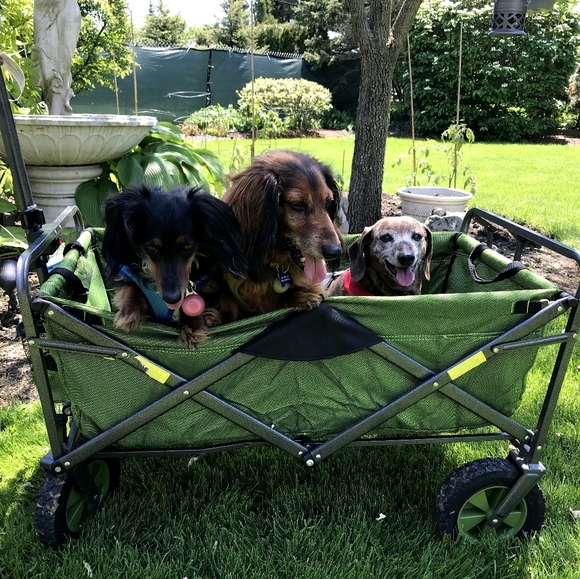 Meet your Posher, Lauren - Picture 2 of 4